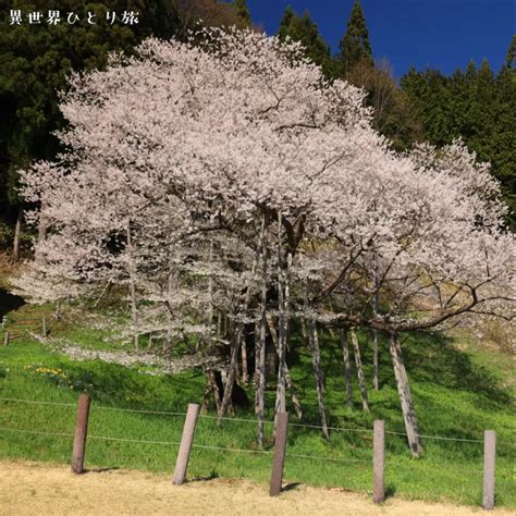 臥龍桜 開花状況|臥龍桜（がりゅうざくら）の桜まつり2024の開花状。